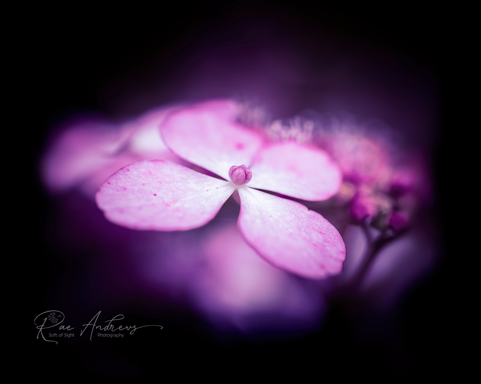 Pink hydrangea flowers on black.