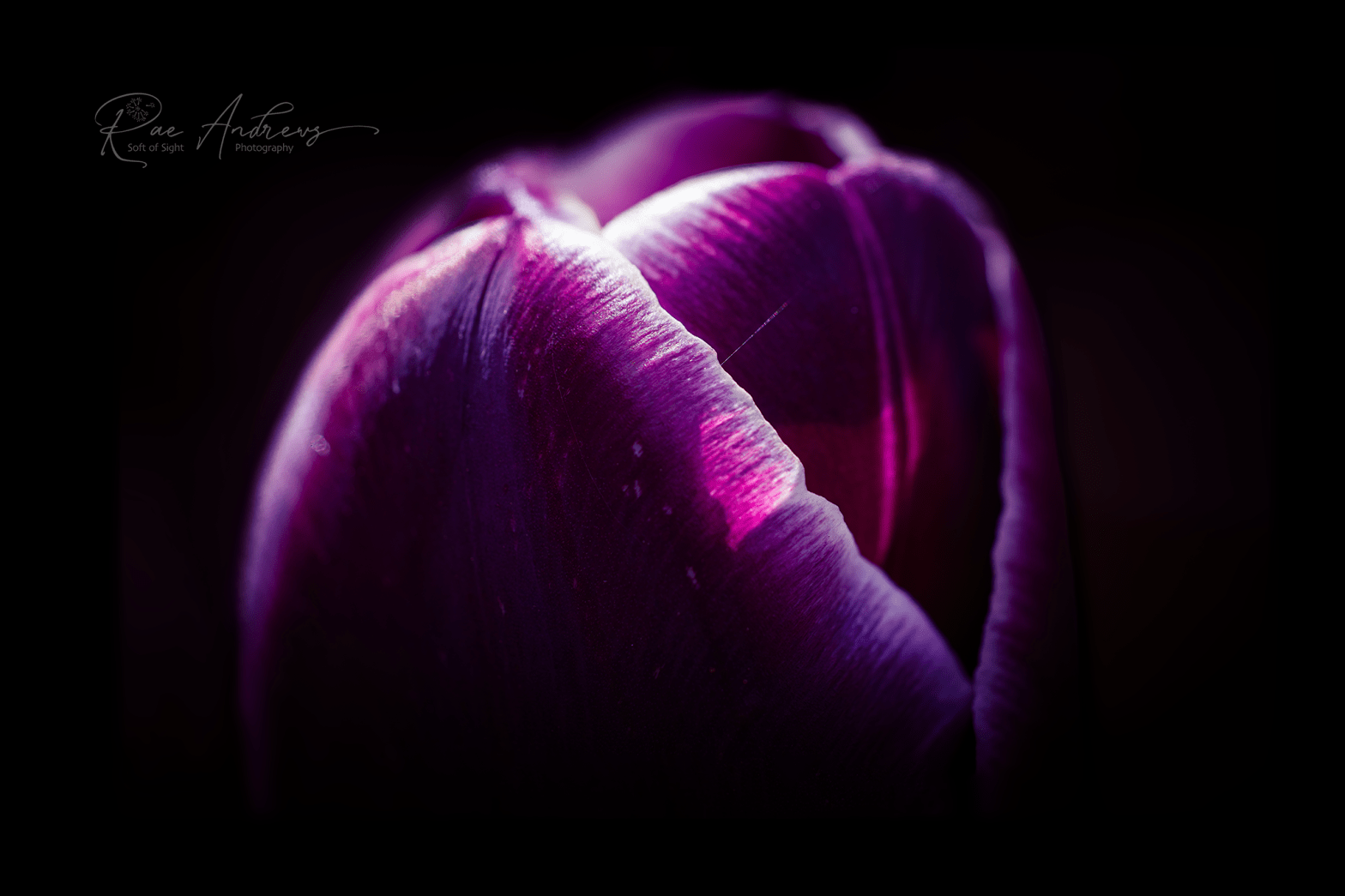 Deep purple tulip edged with whitwe.