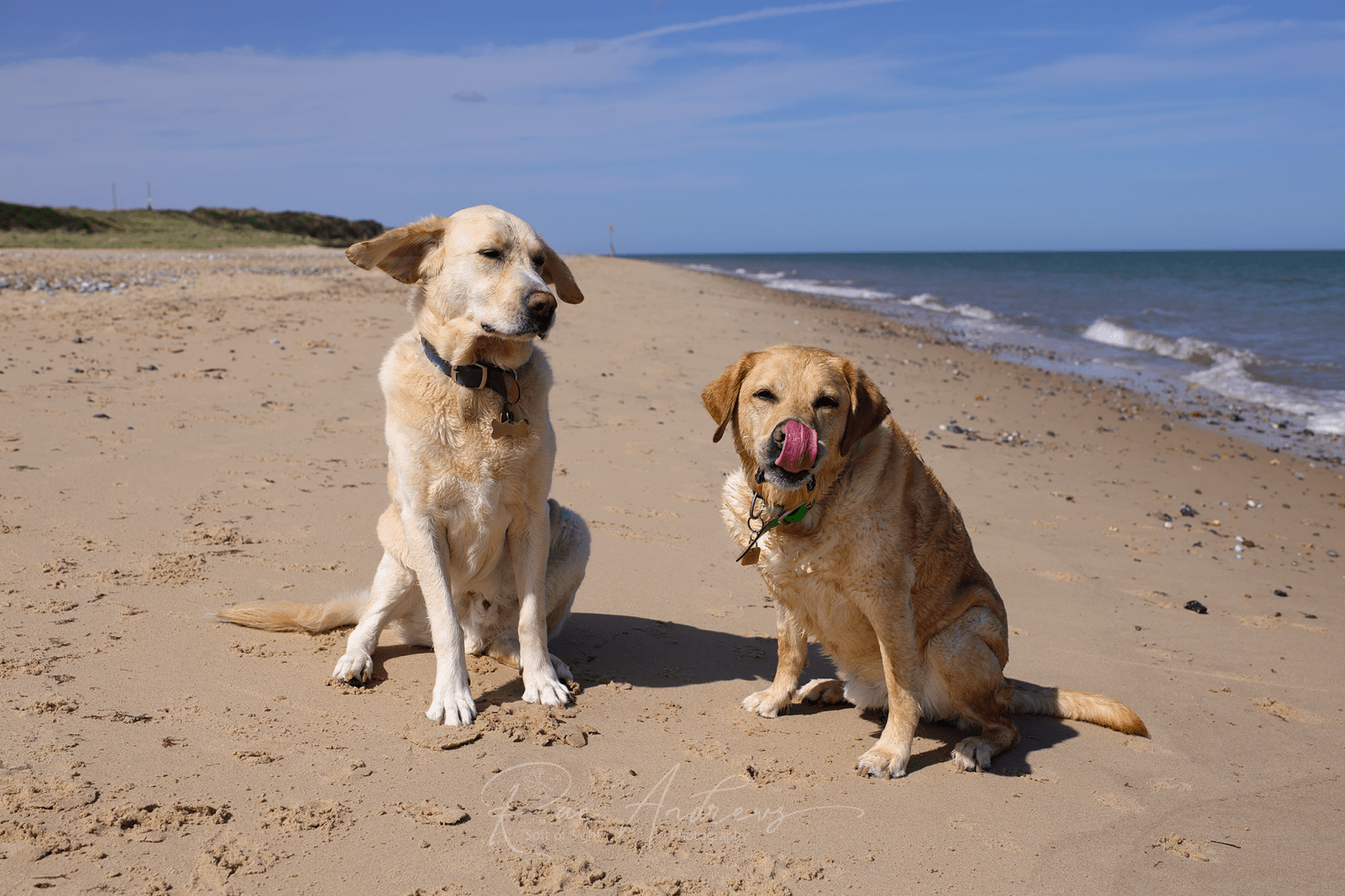 Sandy Dogs