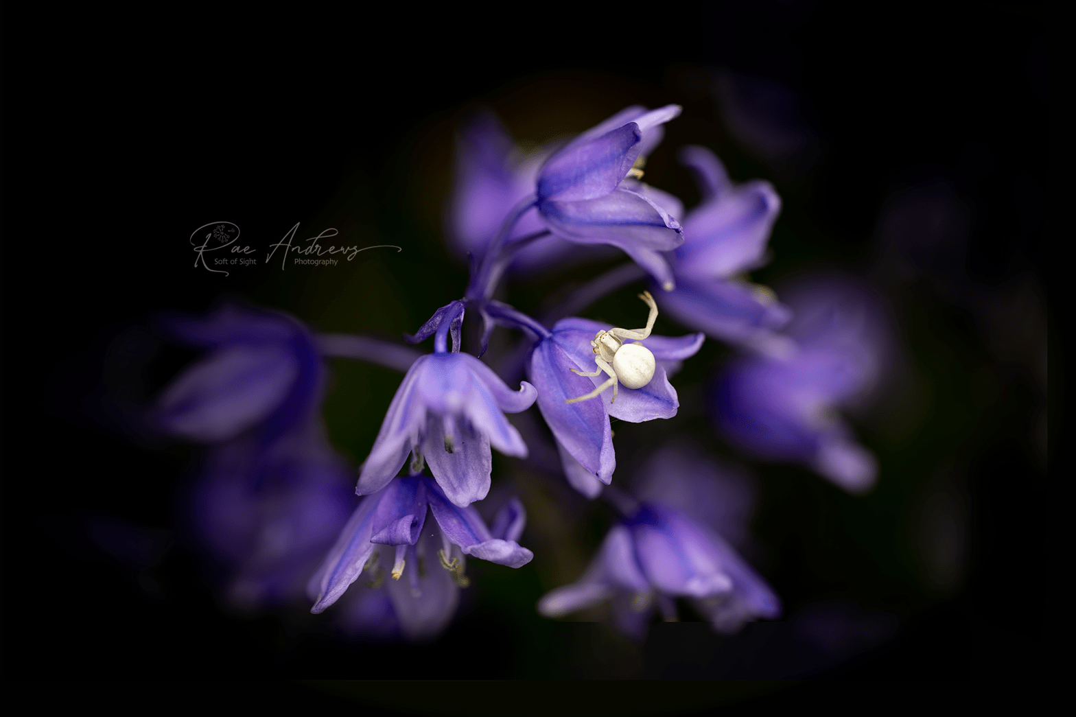 White crab spider on bluebells.
