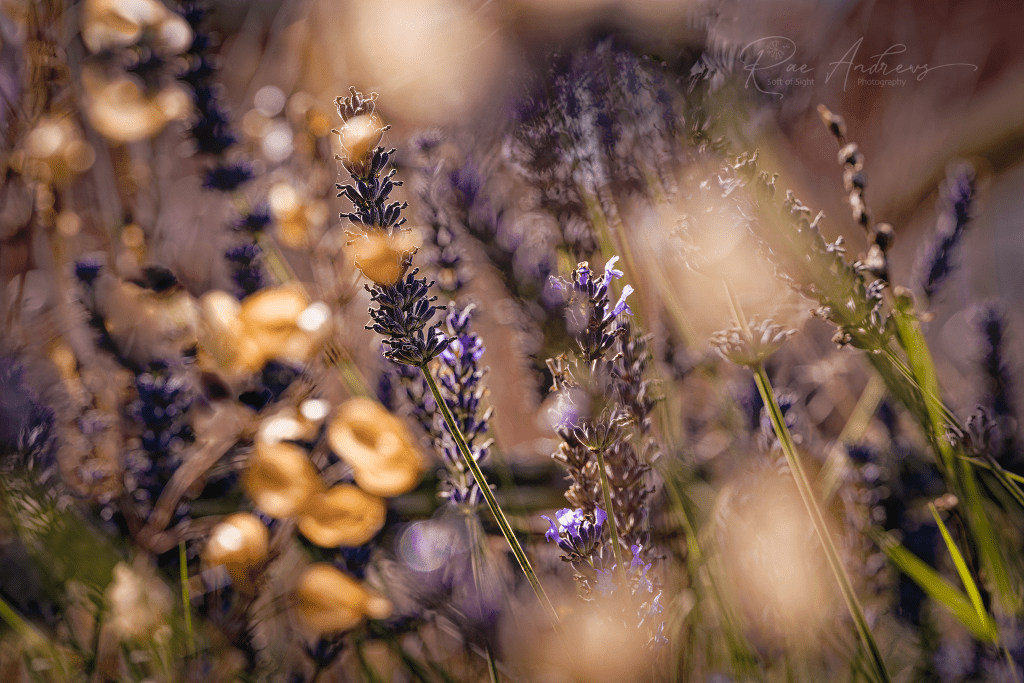 Autumn lavender flowers backlit by golden sunlight.