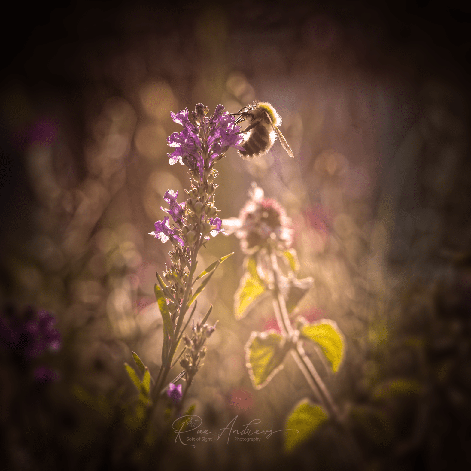 Bumblebee on lavender in late summer evening light.