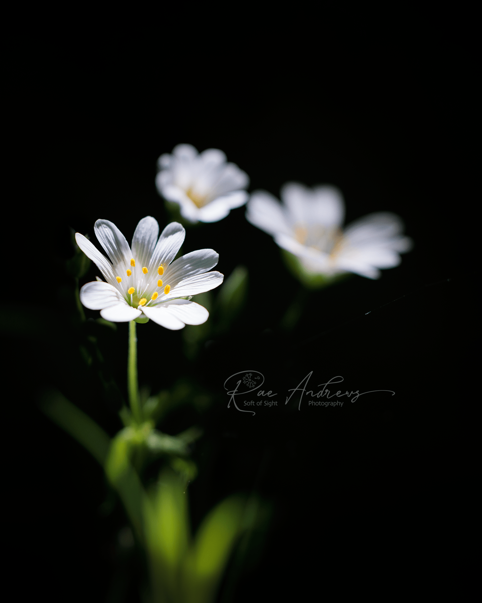 Star like white flower son a black background