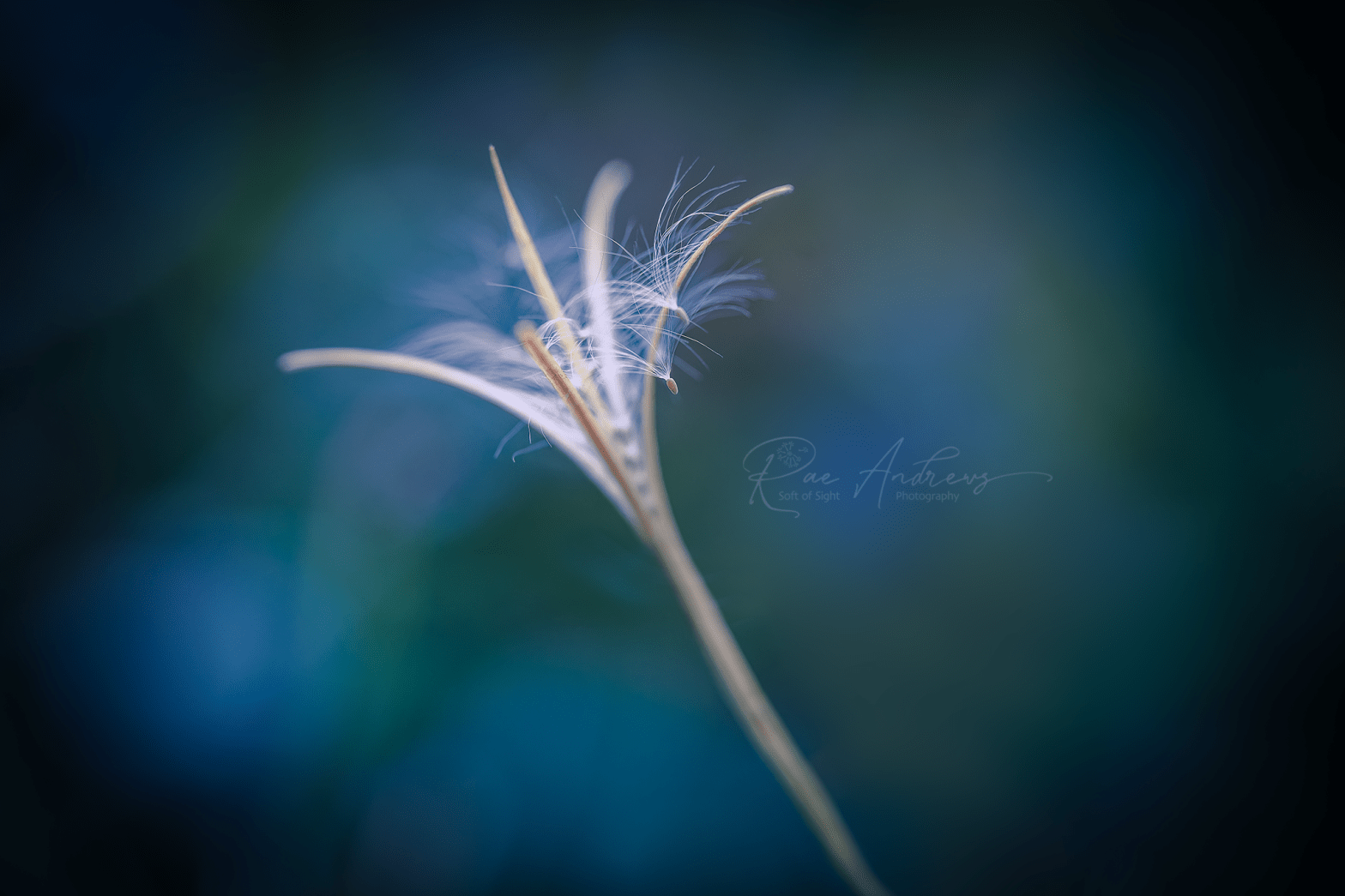 A splayed seedhead on a blue green background.