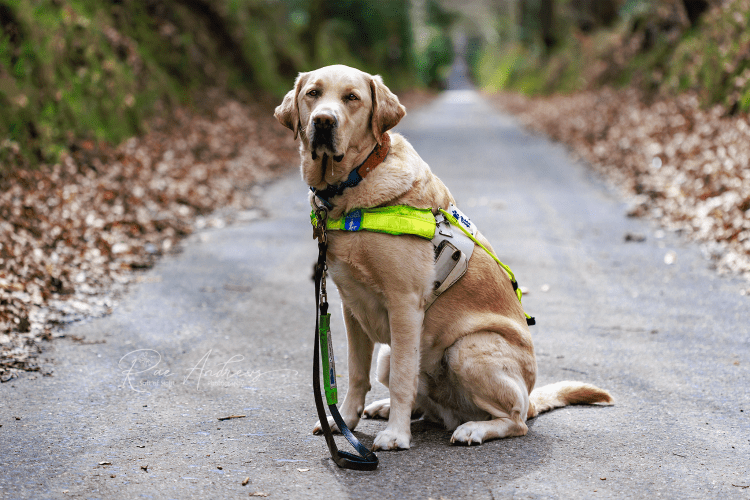 A large pale yellow and slightly muddy guide dog sits on a deserted tarmac lane.