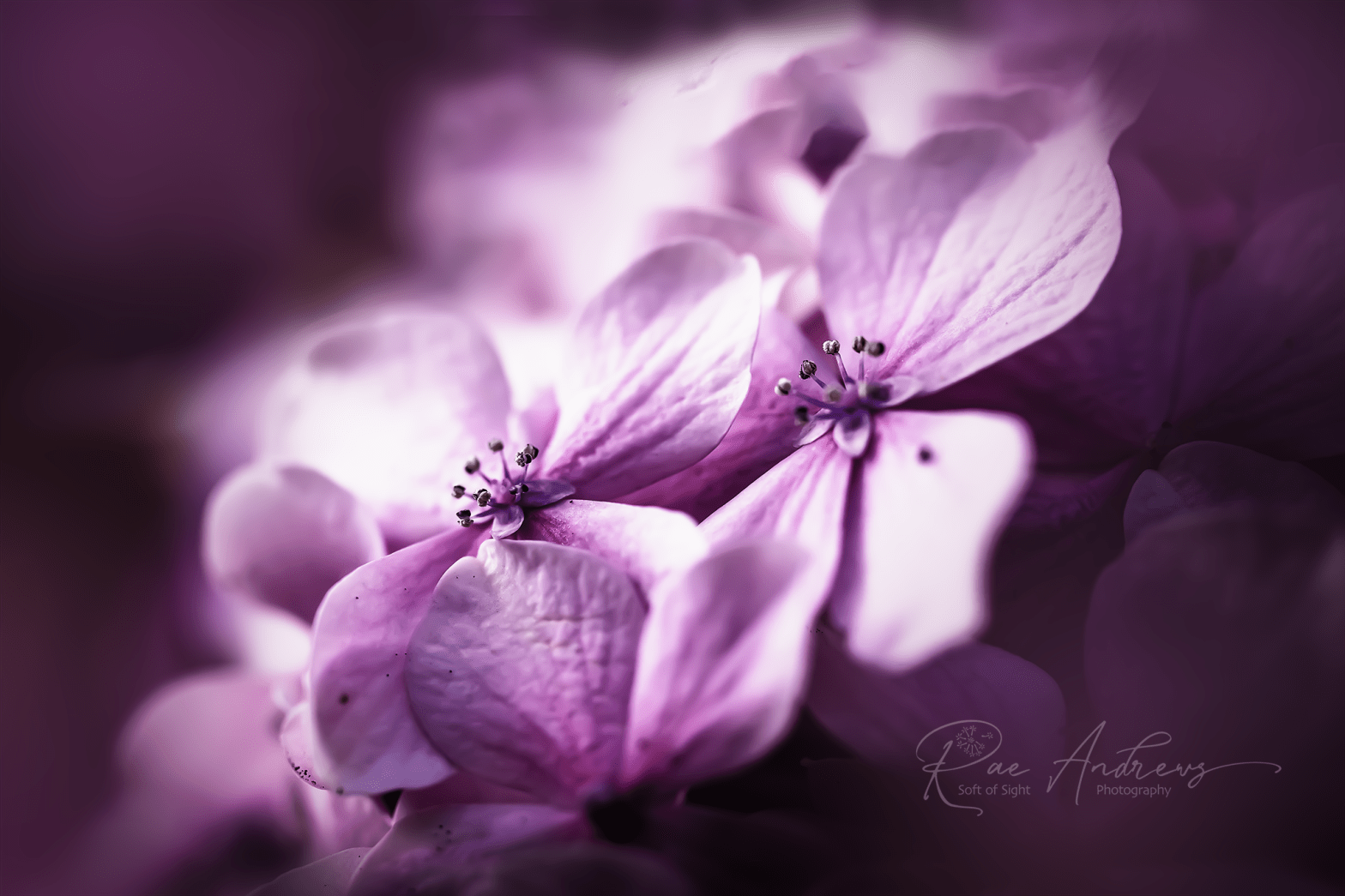 Pale pink hydrangea flowers on a dark background.