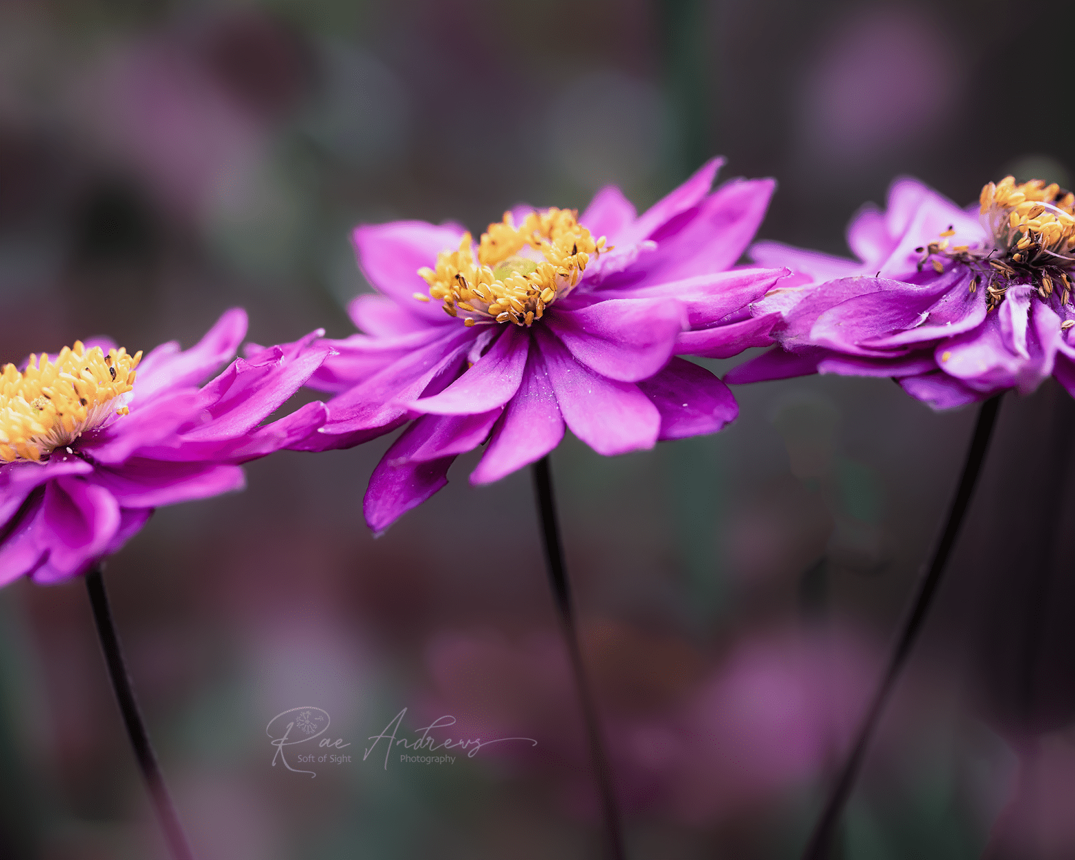 A trio of pink anemone flowers.