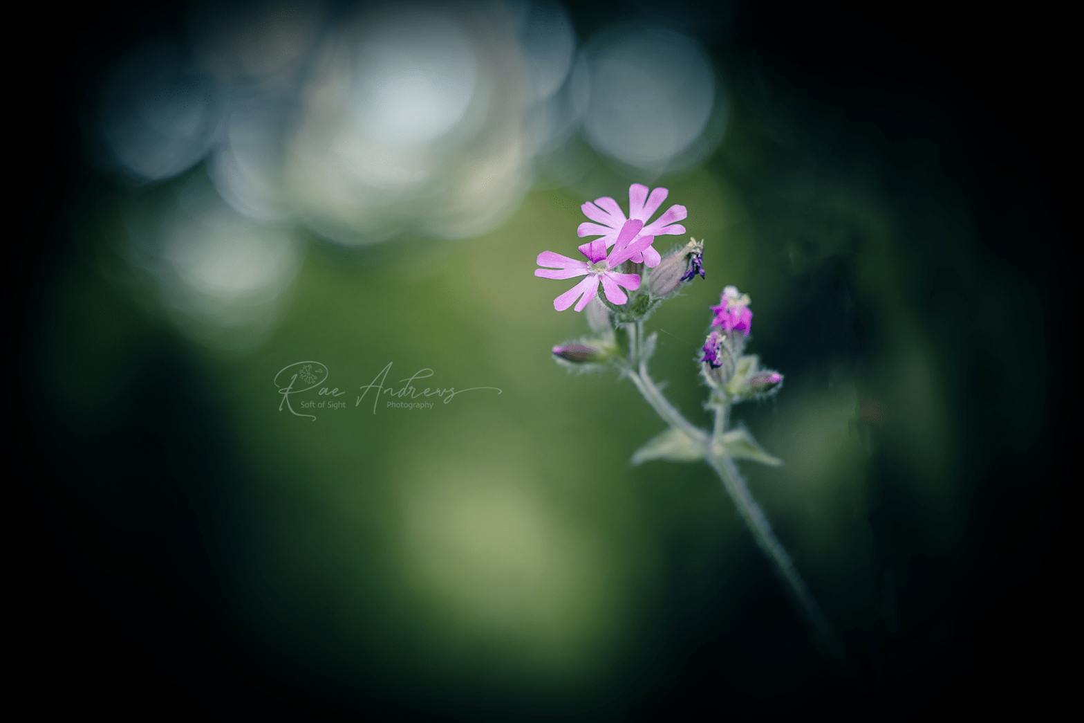 Red Campion flower on a mottle green background.