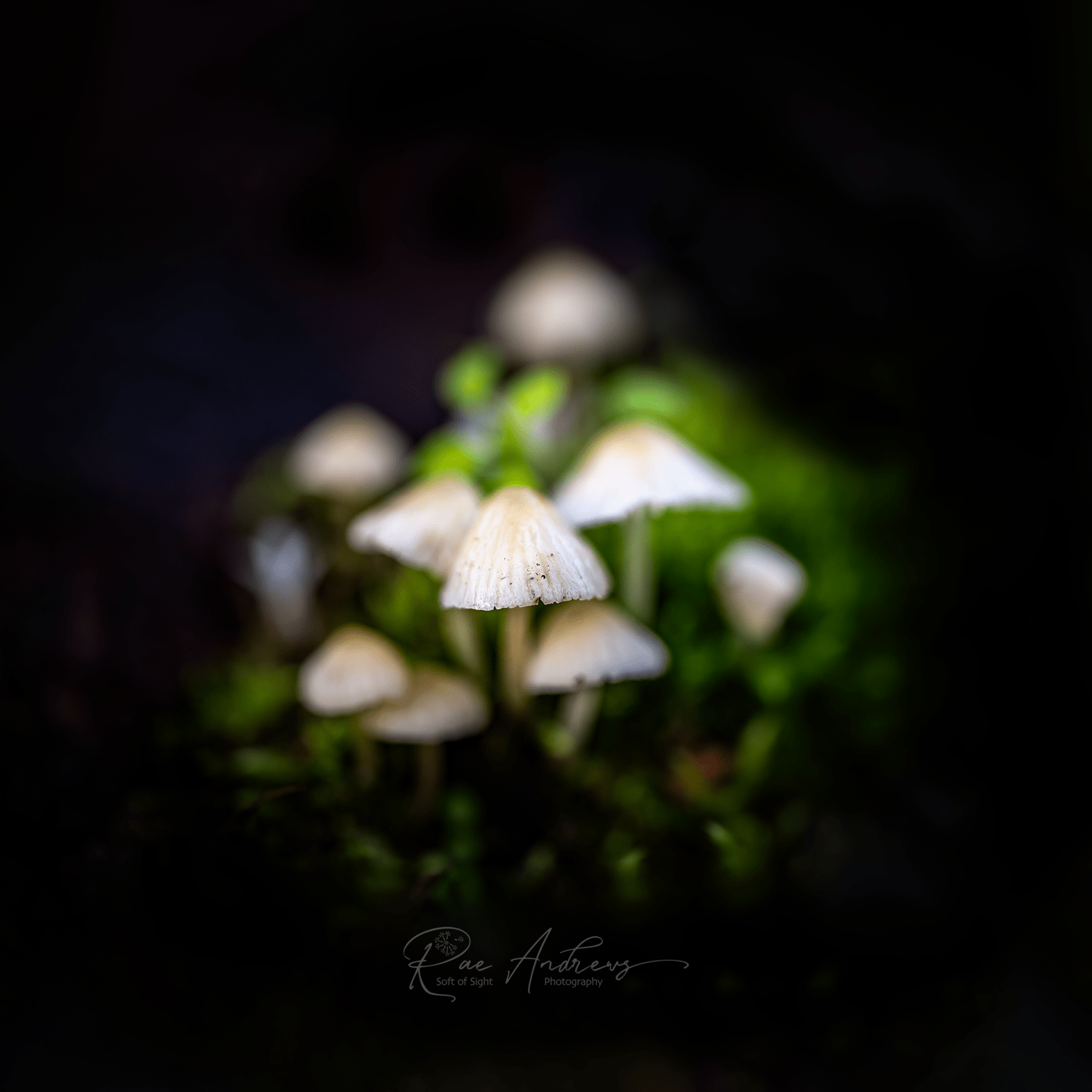 A group of small off white mushrooms on a mossy green background.