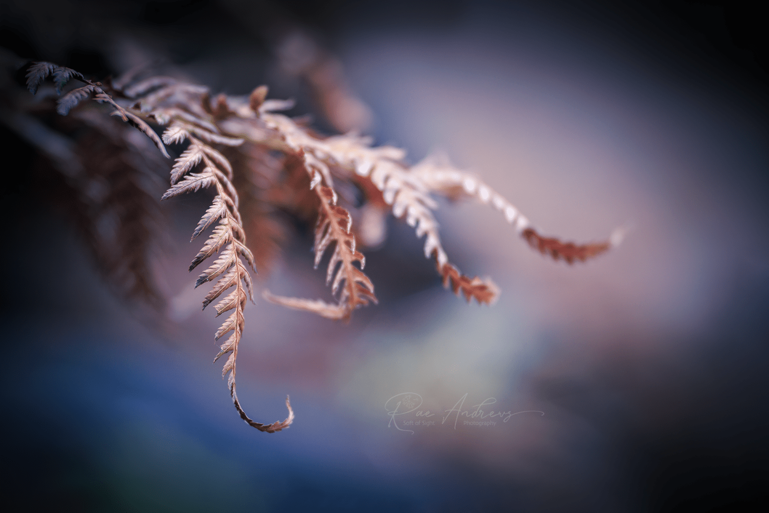 Gold brown ferns curling on a blue white background.