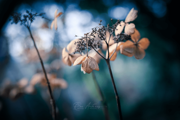 Spent Hydrangea flowers, papery and brown, on a green blue background.
