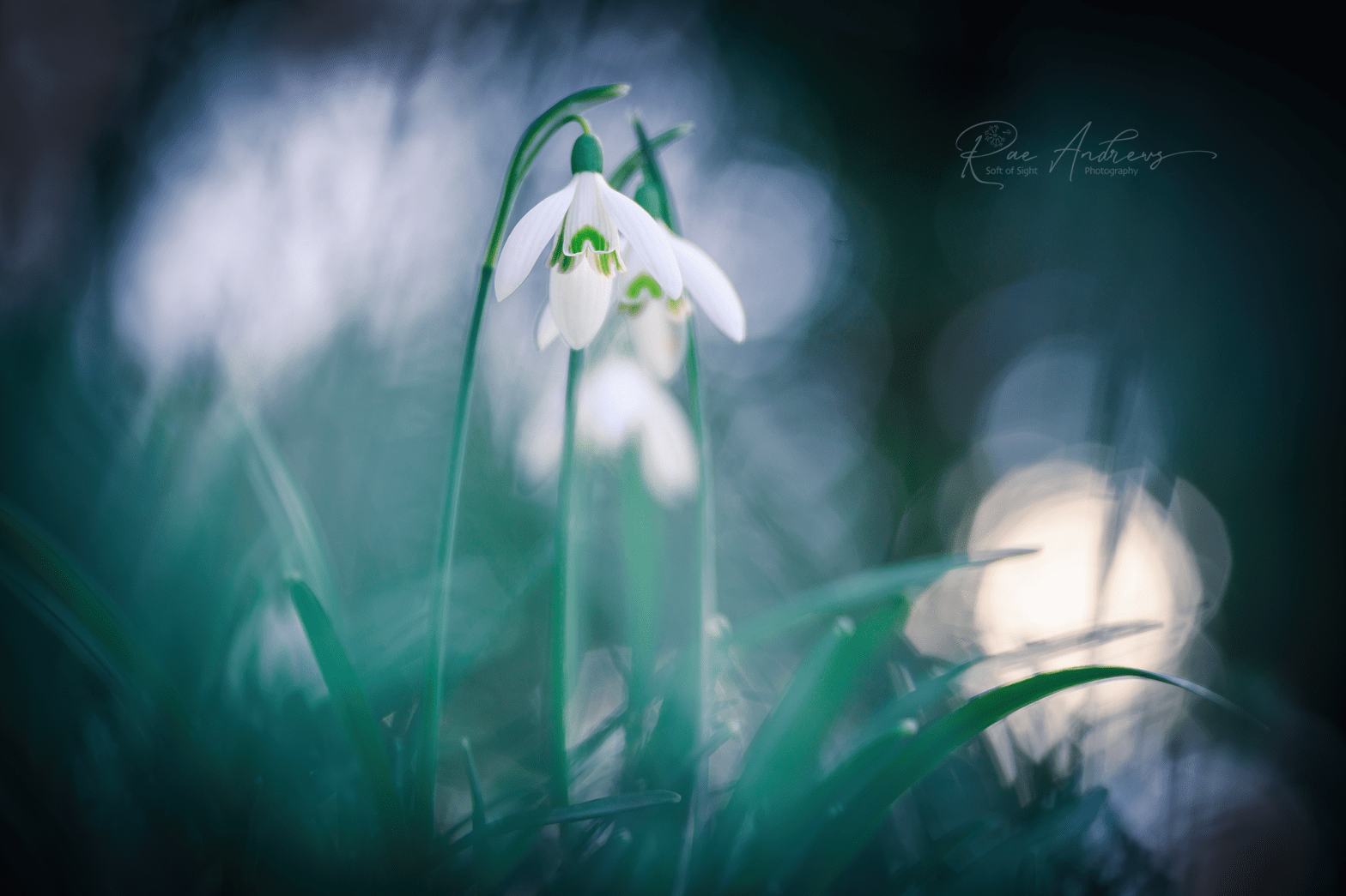 Snowdrops in blue green grass.