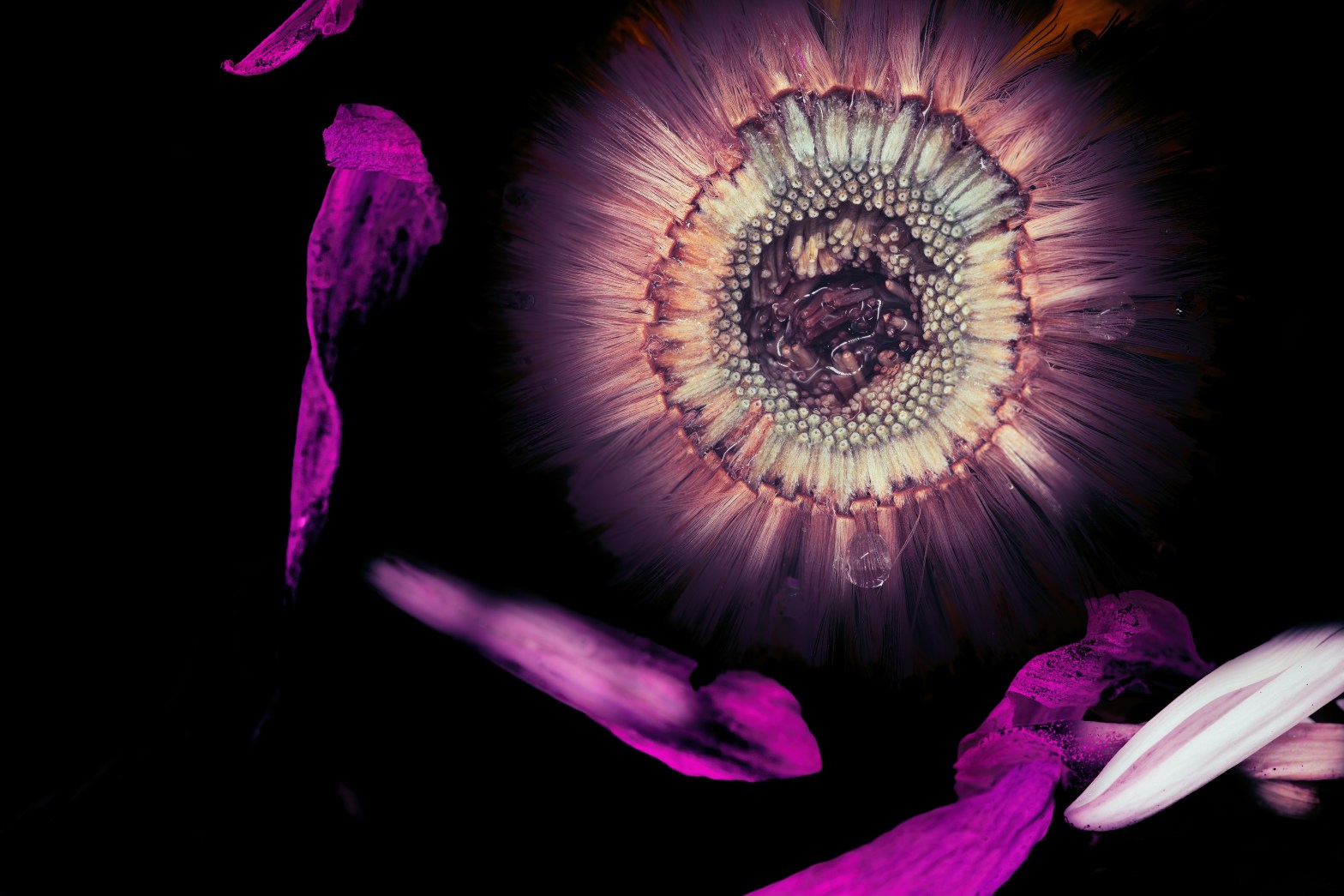 A dark purple flower centre, closely packed stamens, with water drops.