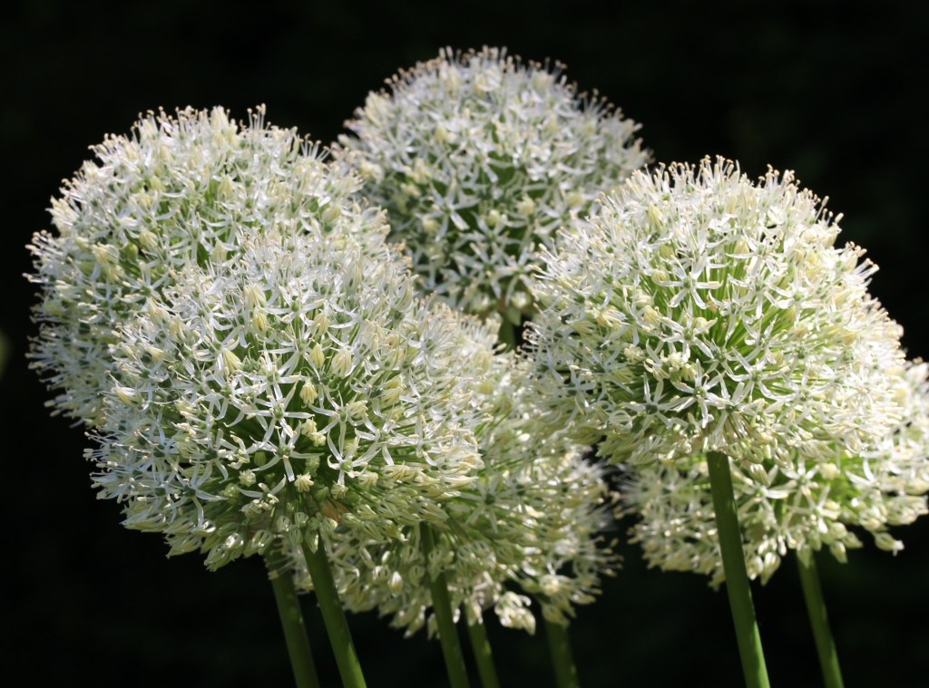 A group of fluffy white globular allium flowers.