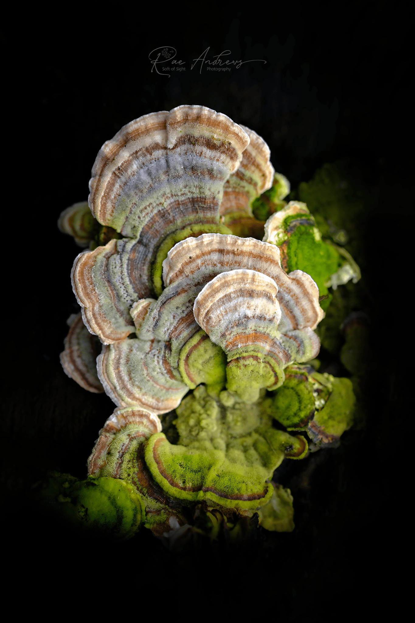 Fans of cream turkey tail fungus, banded with rust, brown and cream.