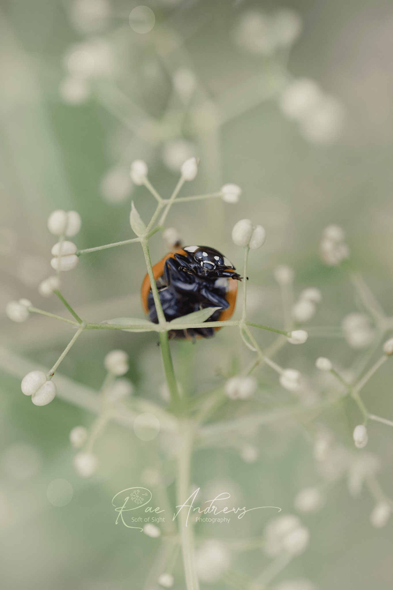 Ladybird seen from the underside, perched on string like pale green stem.