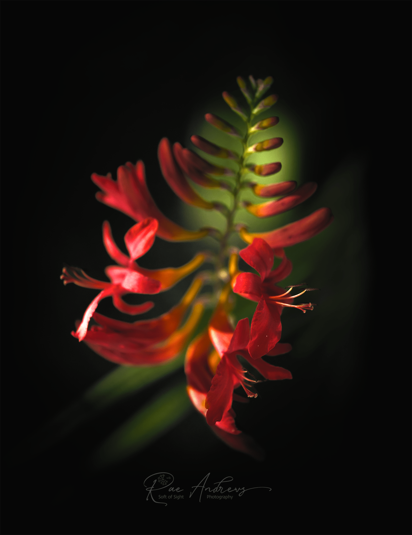 A spray of orange trumpet like flowers in strong light, on a dark background
