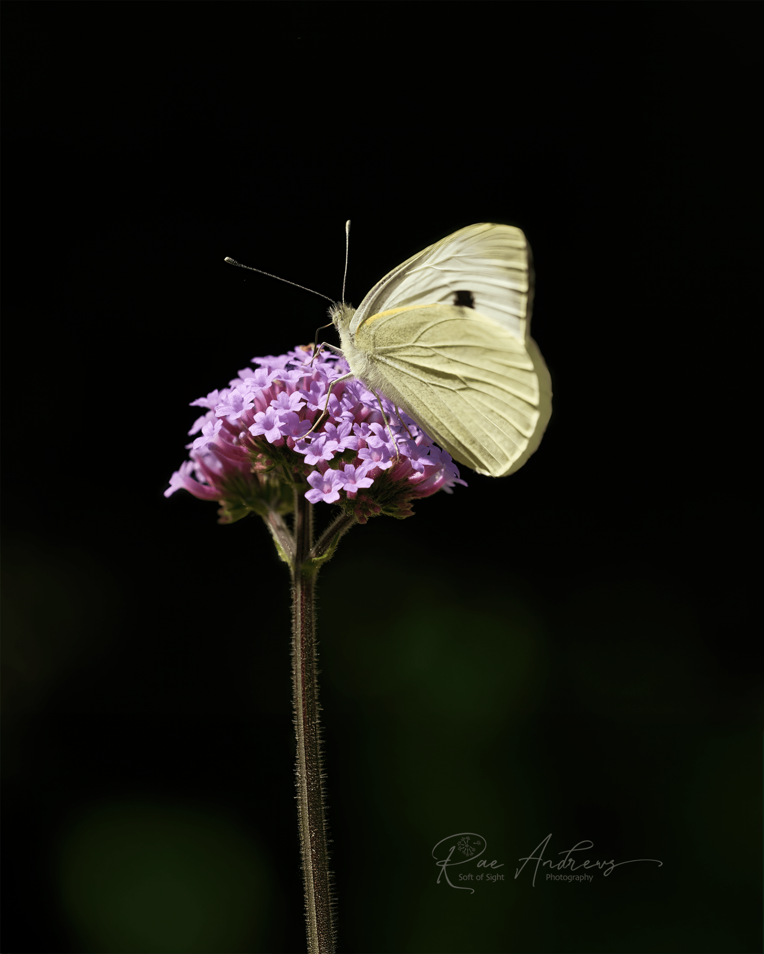 Small White butterfly on lilac flower.