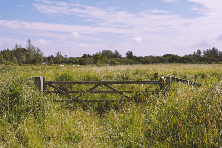 A lush green marsh field stretching away to a blue sky horizon, with a wooden gate in the foreground.