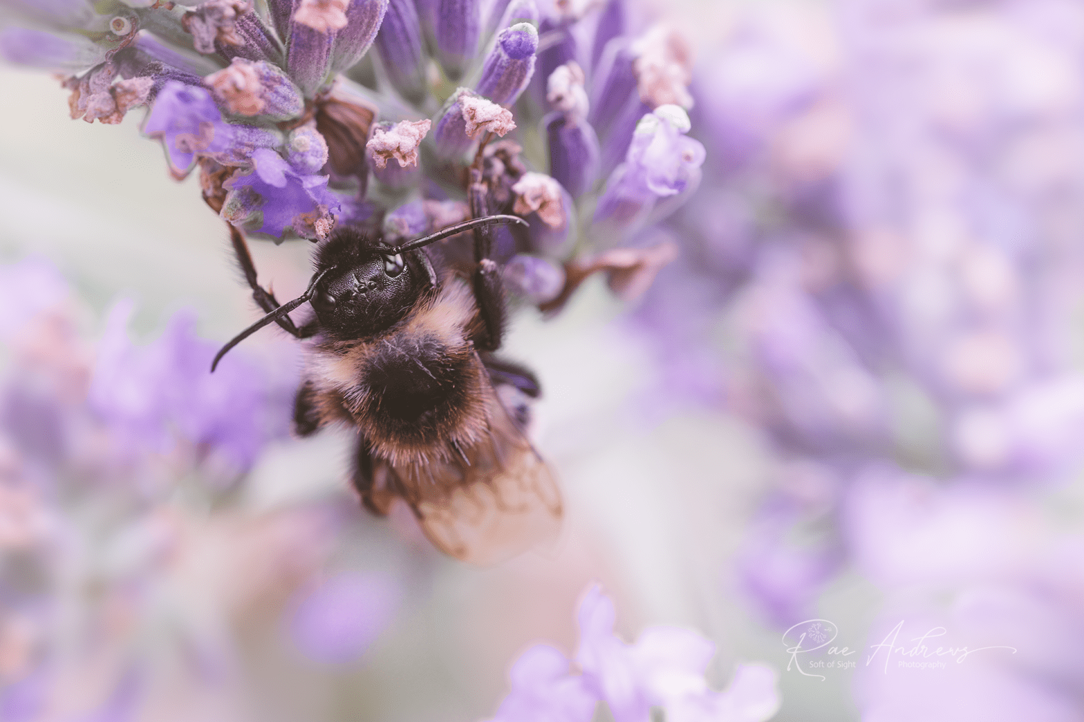 Old pale bee hanging upside down on lavender.
