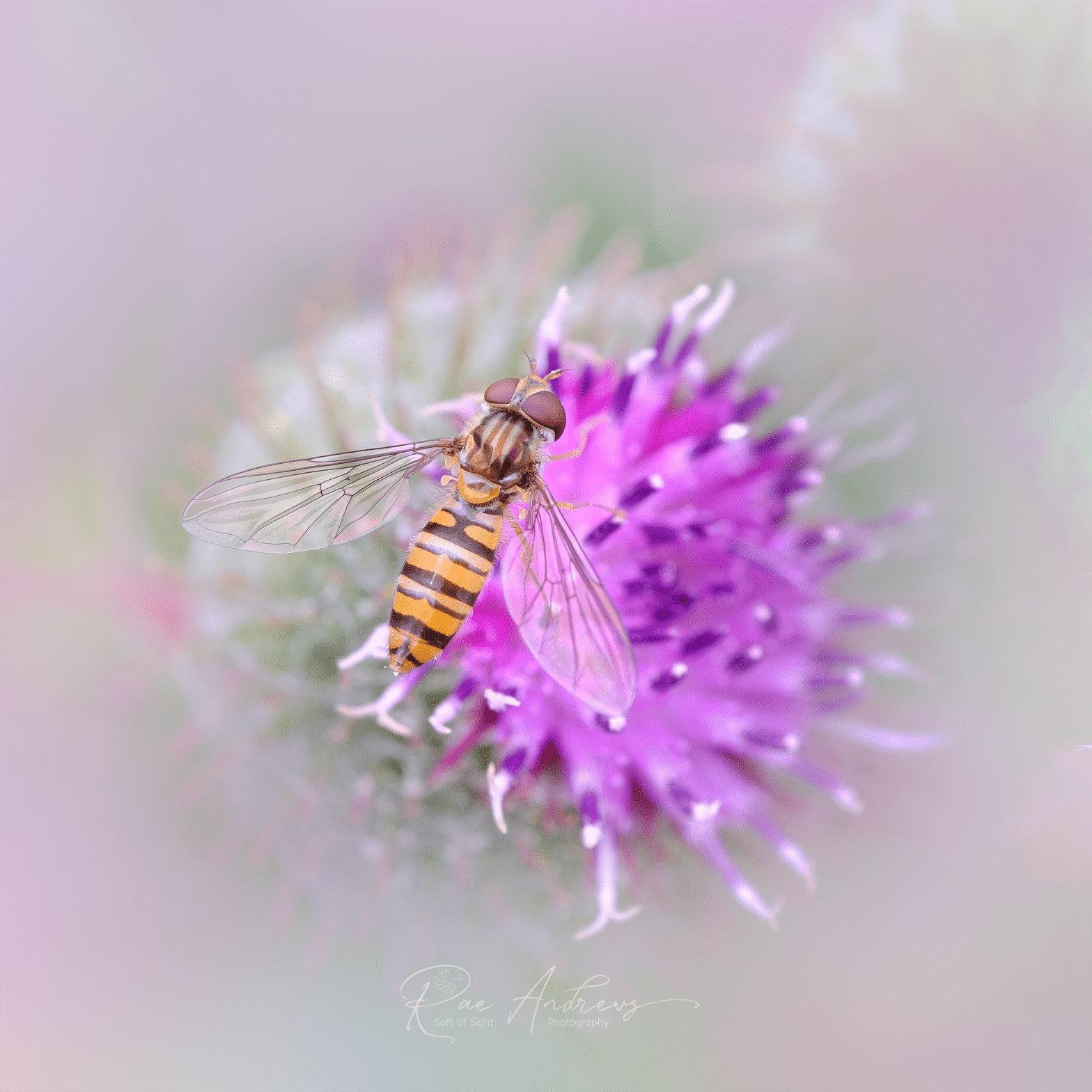 Hoverfly on lilac thistle flower