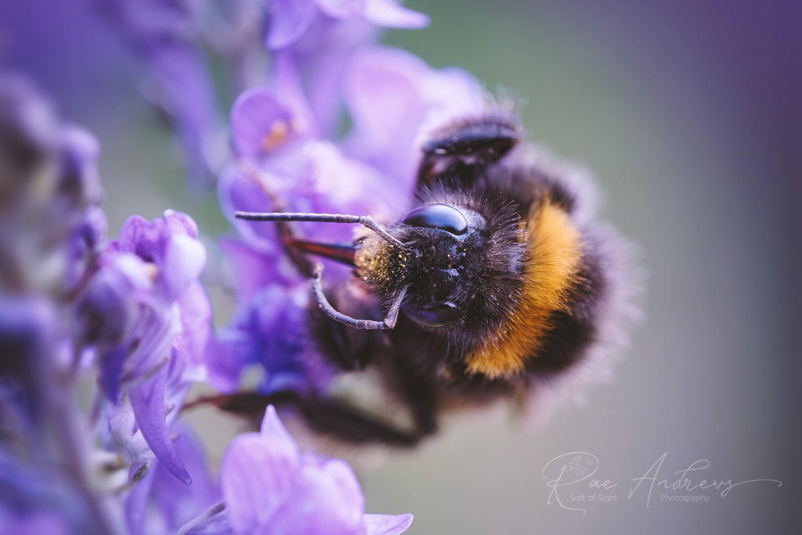 A close up of a velvet furred bumble bee in black and gold, feeding from a purple toadflax flower.