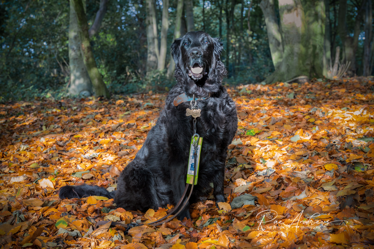 A silky black furred dog sits amongst fallen autumn leaves.