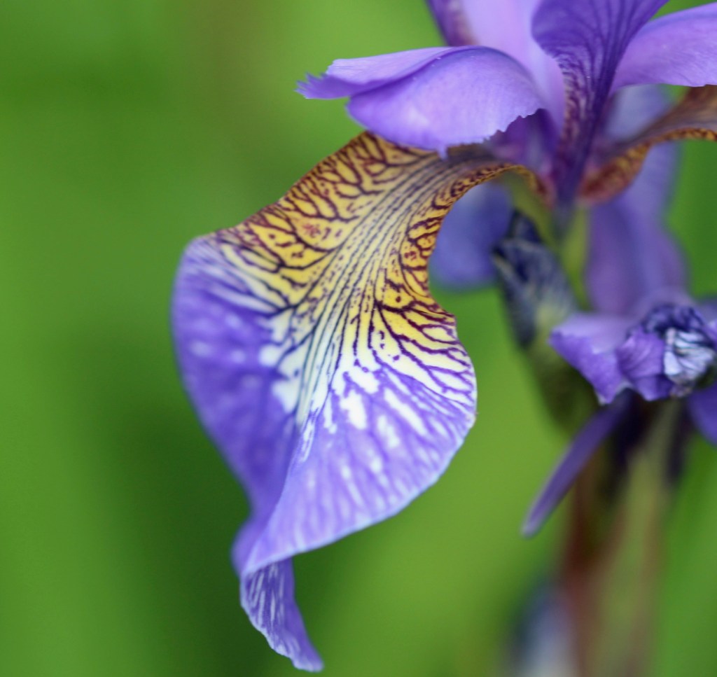 Soft purple and yellow iris on green background.