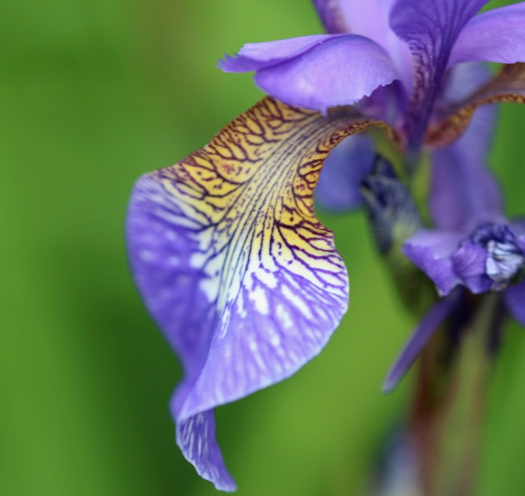 Purple and yellow iris flower on a soft green background