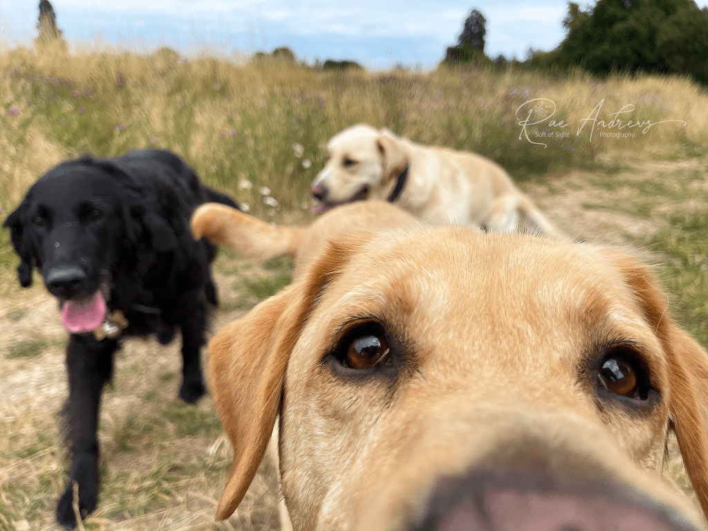 A sandy dog photobombing the camera, a black dog in the background running towards it, and pale yellow dog even further back paying no attention at all.