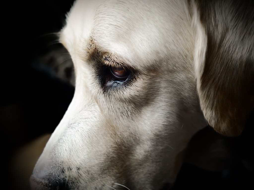 Close up of Biggie the golden retriever dog's face, in soft silver tones.