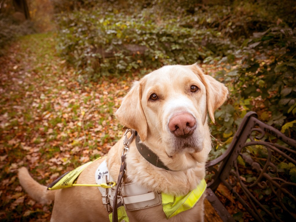 Biggie standing in his harness with his front paws on a bench, surrounded by autumn leaves.
