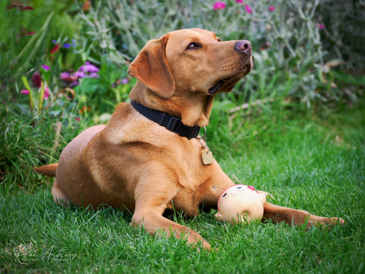 A fox red dog laying in grass with a toy between his long front legs.