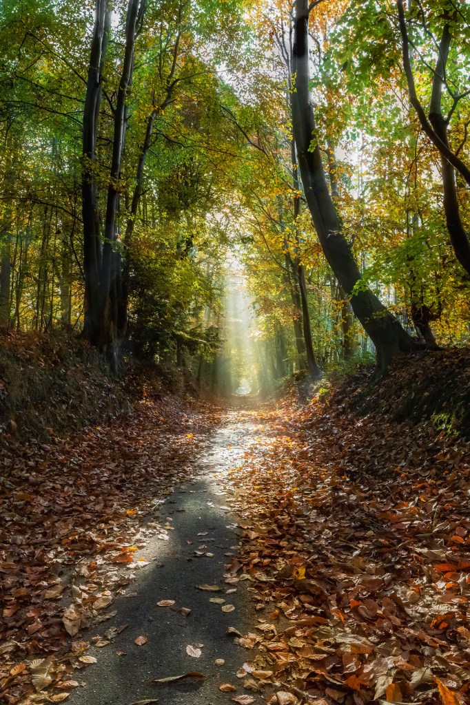 An autumn leaf-strewn woodland path glowing with shafts of morning sunlight.