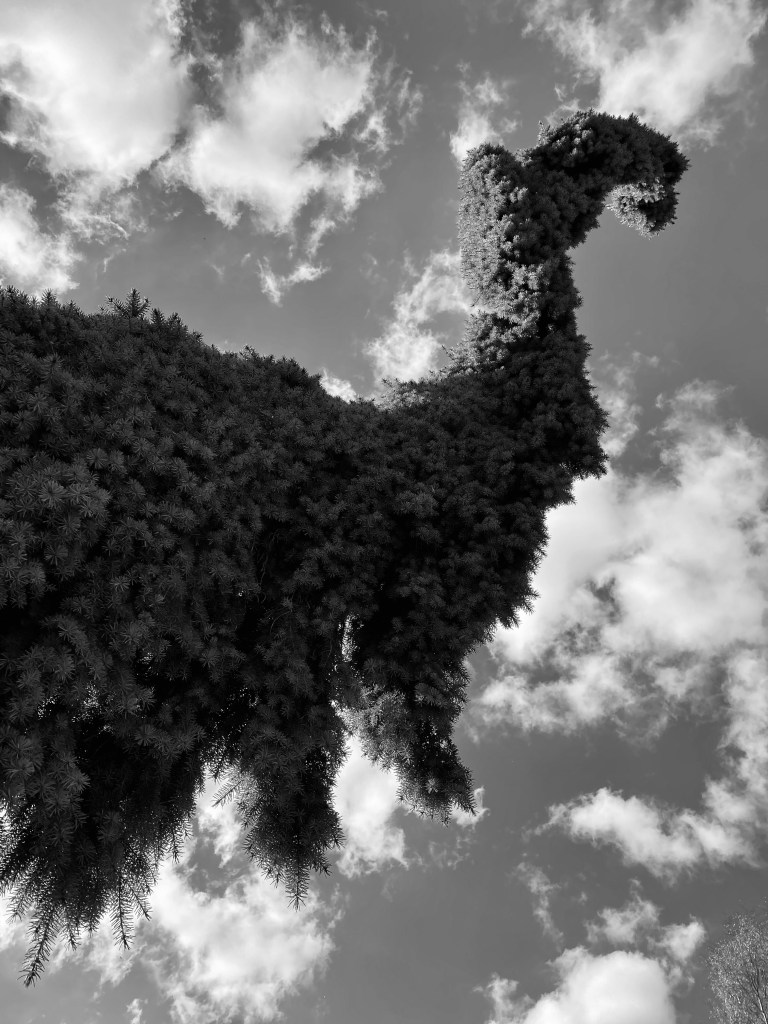 Photograph of a different perspective -  looking up at a twisted cypress tree in Bressingham Gardens.
