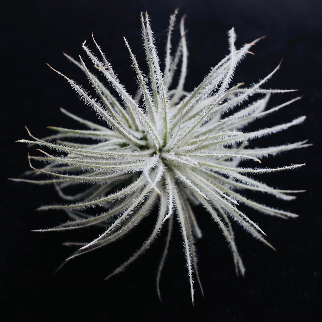 Photograph of a spiky silver-green air plant.