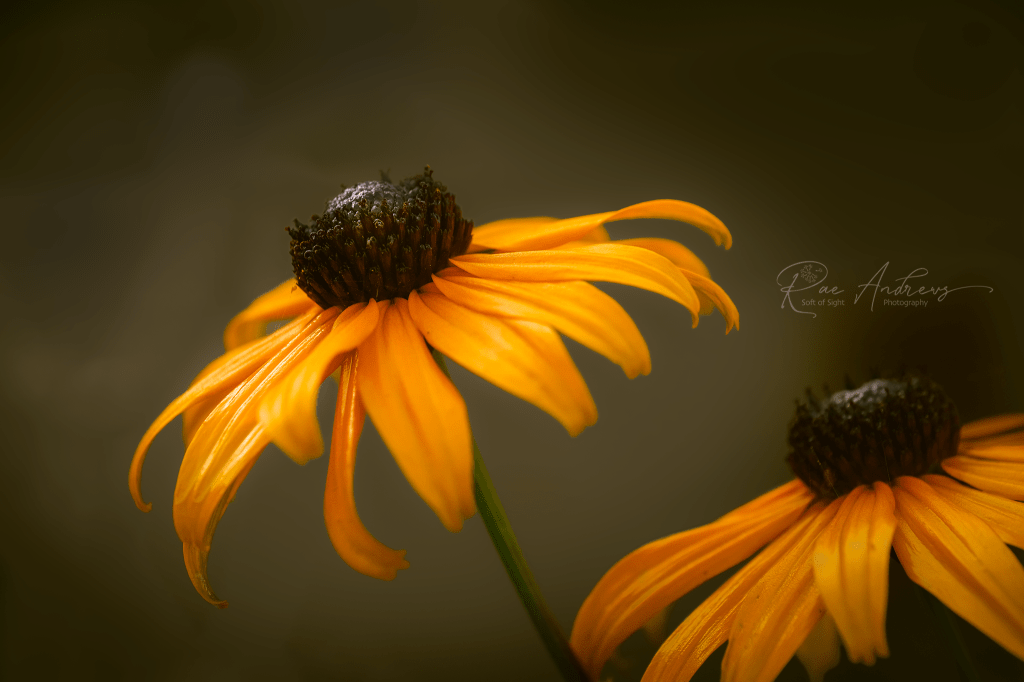 Two egg yolk yellow rudbeckia flowers, with deep brown centres, in gentle dusk light.