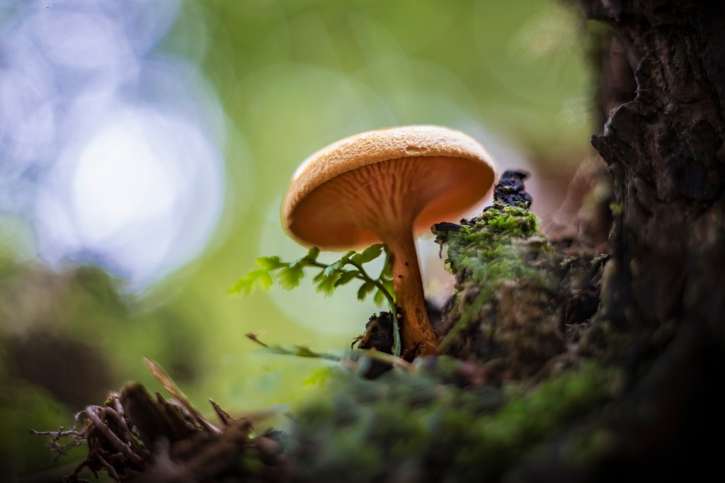 Photograph of a single tawny yellow orange mushroom rising from moss and bark, a small fern curling beside it.