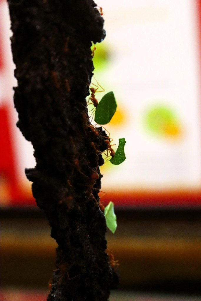 Photograph is a close-up image of three ants each carrying part of a green leaf up a vertical rope.