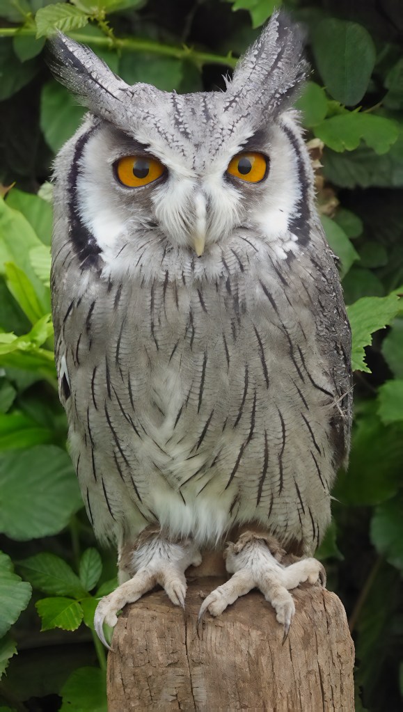 Photograph is a striking portrait of a white-faced owl perched on a cut wooden post.