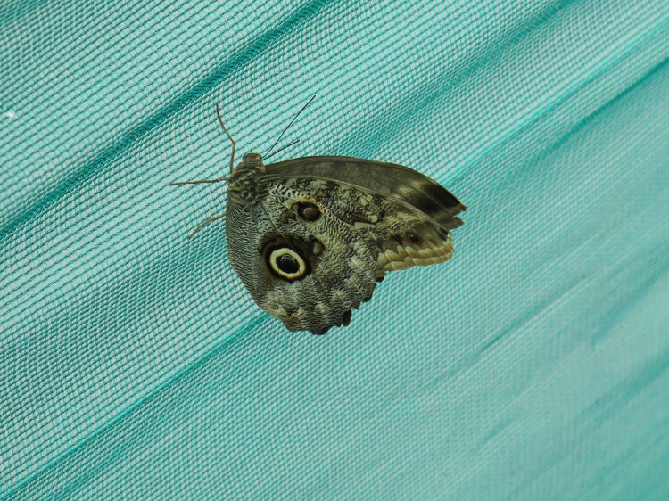 Large brown Owl butterfly on green mesh.