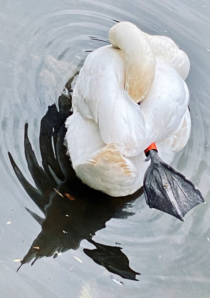 Photograph of a swan was snapped with an iPhone, whilst the bird was preening on the River Wensum
