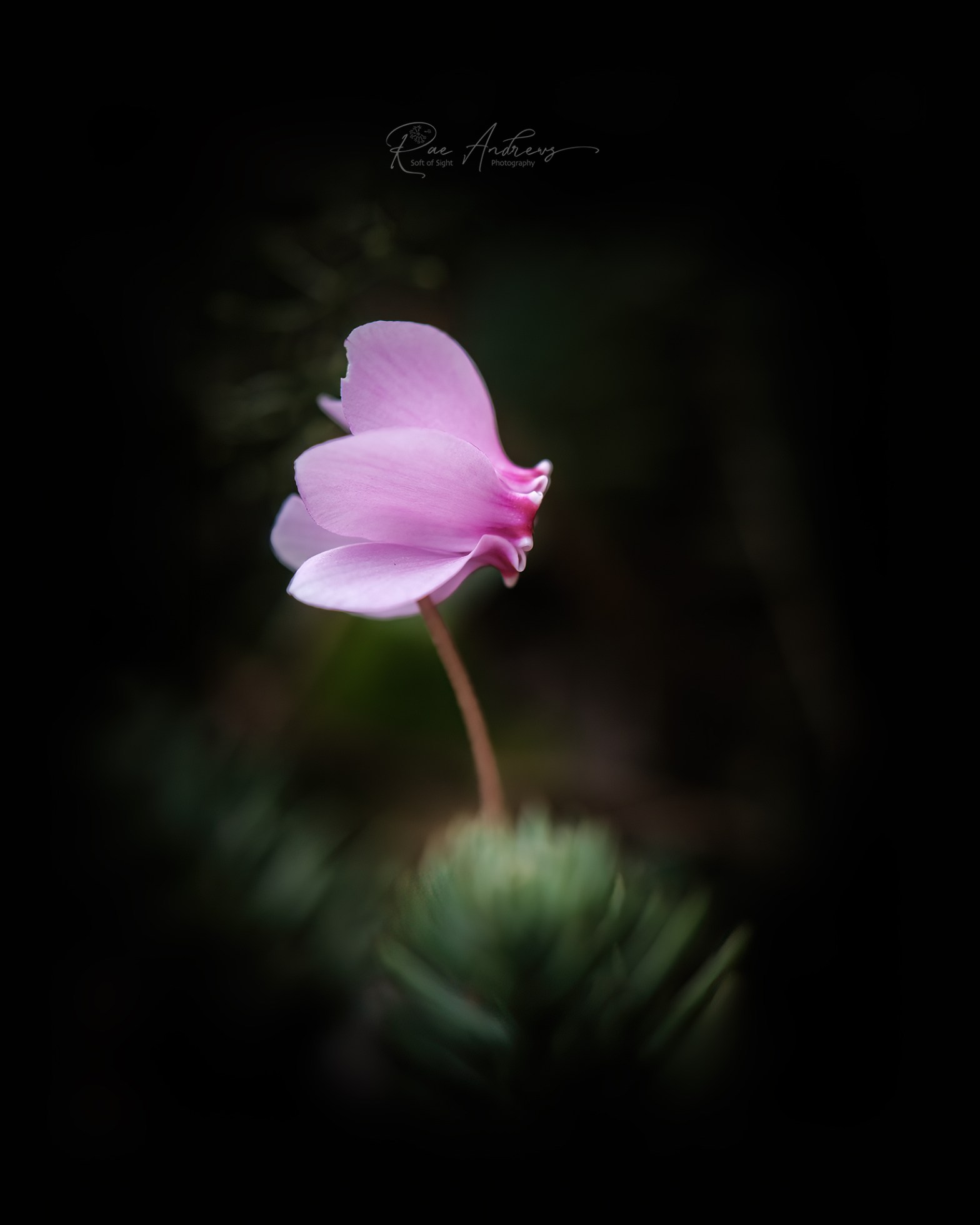 A single pale pink cyclamen flower on a dark background.