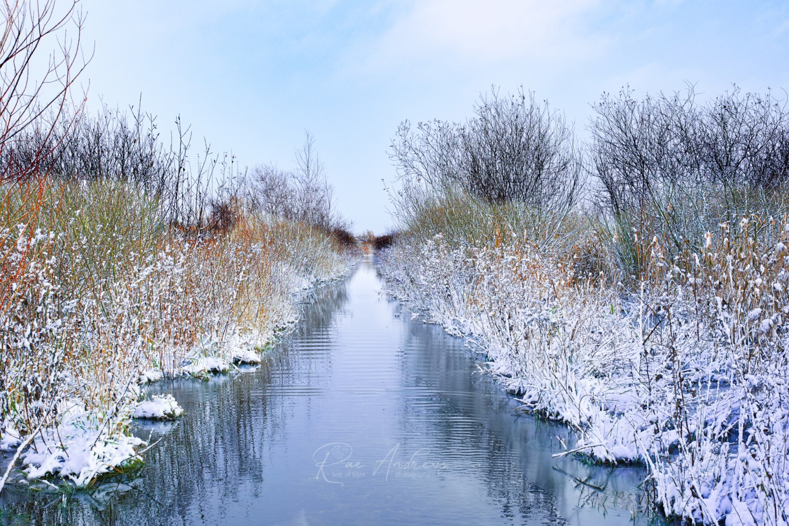 Frozen Marshes